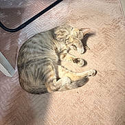 Patches joined the competition — help win amazing prizes! cat, feline, pet, sleeping, resting, paw, covering_face, carpet, floor, indoor, striped_fur, tail, cozy, sunlight, shadow, relaxing, cute, animal, mammal, domestic