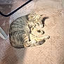 cat, feline, pet, sleeping, resting, paw, covering_face, carpet, floor, indoor, striped_fur, tail, cozy, sunlight, shadow, relaxing, cute, animal, mammal, domestic