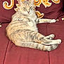 Patches is registered to the contest to win money with this photo: cat, feline, pet, animal, lying_down, couch, indoor, maroon, golden_pattern, fur, whiskers, relaxed, looking_at_camera, domestic_cat, striped, tail, paws, soft_texture, comfortable, home