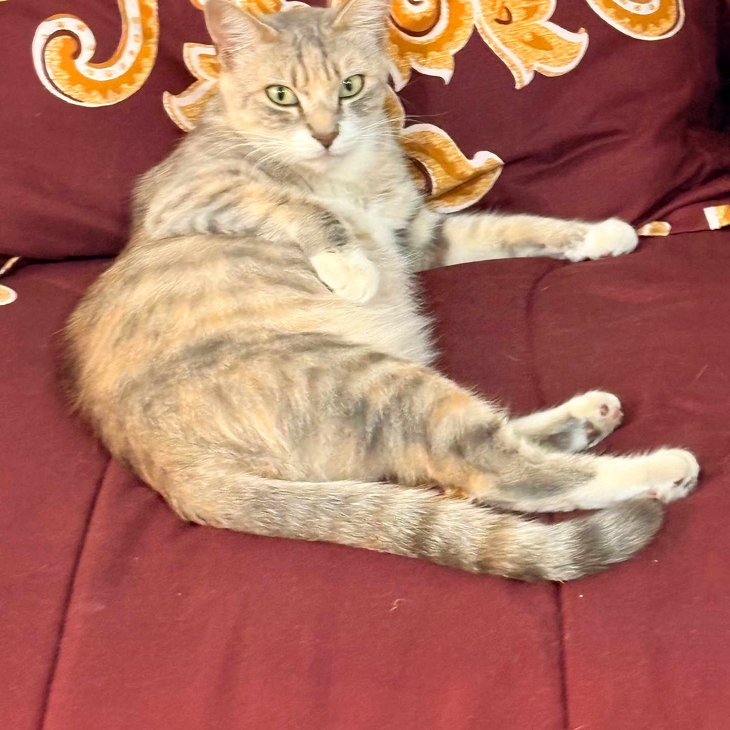 Patches is registered to the contest to win money with this photo: animal, cat, comfortable, couch, domestic_cat, feline, fur, golden_pattern, home, indoor, looking_at_camera, lying_down, maroon, paws, pet, relaxed, soft_texture, striped, tail, whiskers