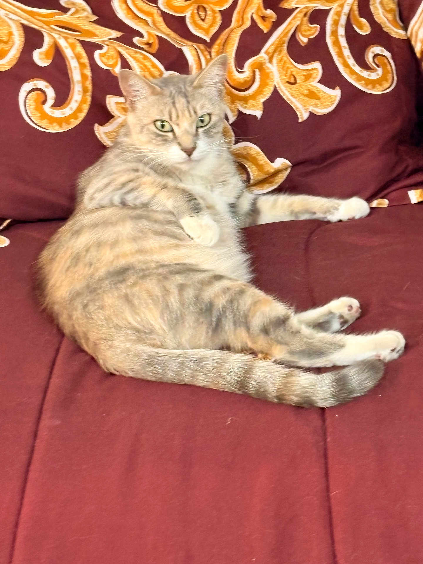 Patches is registered to the contest to win money with this photo: cat, feline, pet, animal, lying_down, couch, indoor, maroon, golden_pattern, fur, whiskers, relaxed, looking_at_camera, domestic_cat, striped, tail, paws, soft_texture, comfortable, home