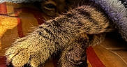 Lucky participe au concours pour gagner de l'argent avec cette photo : animal, blanket, blue, cat, closeup, cozy, cute, fabric, fur, hidden, indoor, orange, paw, pet, red, resting, shy, soft, striped, tabby