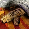 Lucky participe au concours pour gagner de l'argent avec cette photo : cat, tabby, paw, blanket, fabric, striped, orange, red, blue, cozy, fur, pet, animal, cute, resting, indoor, soft, closeup, hidden, shy