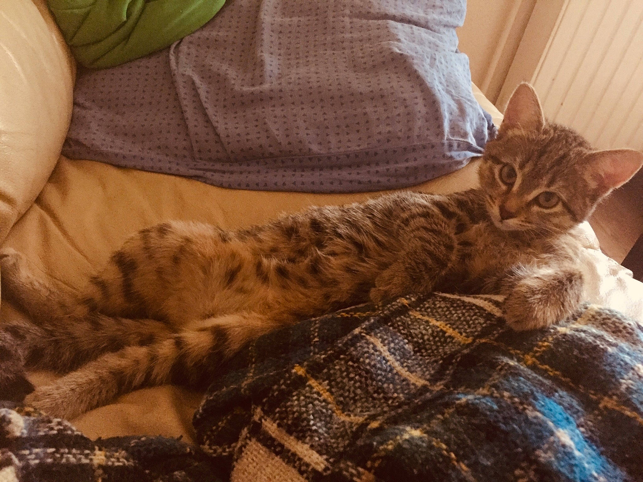 Lucky a rejoint le concours — aidez-le/la à gagner de superbes lots ! american_shorthair, asian, bengal, california_spangled, carnivore, cat, domestic_short_haired_cat, dragon_li, european_shorthair, felidae, fur, kitten, nap, ocicat, pixie_bob, small_to_medium_sized_cats, sokoke, tabby_cat, toyger, whiskers