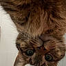 cat, tabby, close_up, green_eyes, whiskers, fur, pet, animal, curious, indoor, face, ears, portrait, feline, looking, upside_down, domestic_cat, cute, mammal, friendly