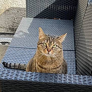Lucky a rejoint le concours — aidez-le/la à gagner de superbes lots ! animal, cat, chair, curious, domestic_cat, feline, green_eyes, looking, outdoor, pet, portrait, relaxing, resting, seat, shadow, sunlight, tabby_cat, texture, wall, woven_chair