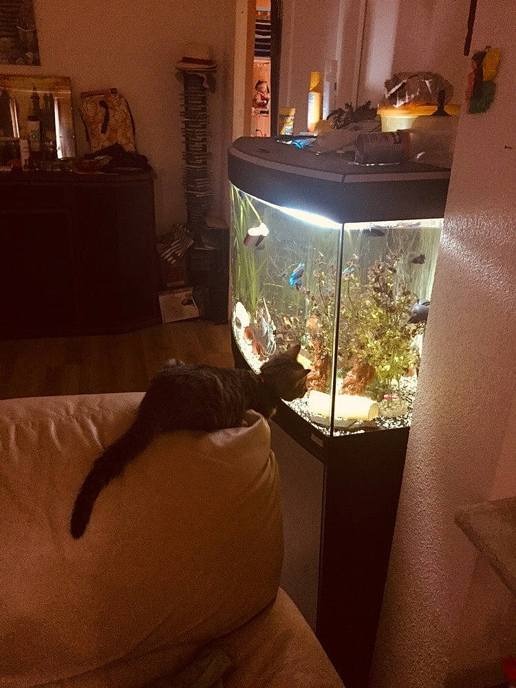 Lucky a rejoint le concours — aidez-le/la à gagner de superbes lots ! bed, black_cat, cat, chair, couch, felidae, floor, furniture, home, house, houseplant, interior_design, light, room, small_to_medium_sized_cats, table, tree, window, window_treatment