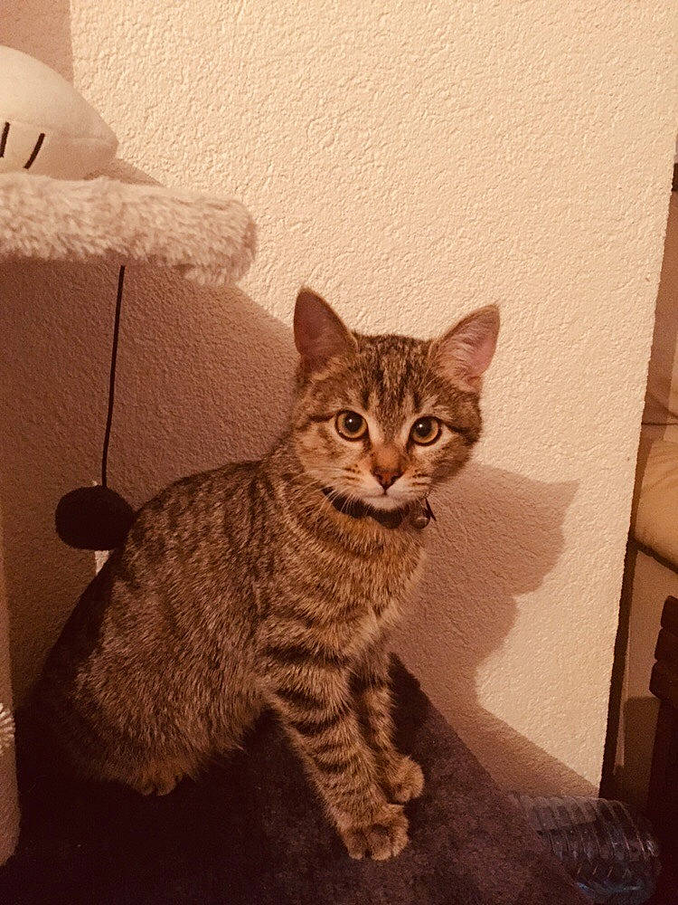 Lucky participe au concours pour gagner de l'argent avec cette photo : american_shorthair, asian, california_spangled, carnivore, cat, domestic_short_haired_cat, dragon_li, egyptian_mau, european_shorthair, eye, felidae, kitten, mammal, ocicat, pixie_bob, savannah, small_to_medium_sized_cats, tabby_cat, vertebrate, whiskers