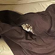 Lucky a rejoint le concours — aidez-le/la à gagner de superbes lots ! cat, blanket, peeking, cozy, fur, animal, pet, hiding, brown, soft, indoor, curious, face, couch, home, comfort, relaxed, cute, eyes, feline