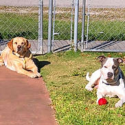 Kimbo And Longbi is registered to the contest to win money with this photo: dog, golden_retriever, pit_bull, ball, grass, pavement, fence, outdoor, sunlight, pet, animal, canine, playing, relaxing, daytime, collar, guarding, nature, yard, sunbathing