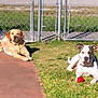 dog, golden_retriever, pit_bull, ball, grass, pavement, fence, outdoor, sunlight, pet, animal, canine, playing, relaxing, daytime, collar, guarding, nature, yard, sunbathing