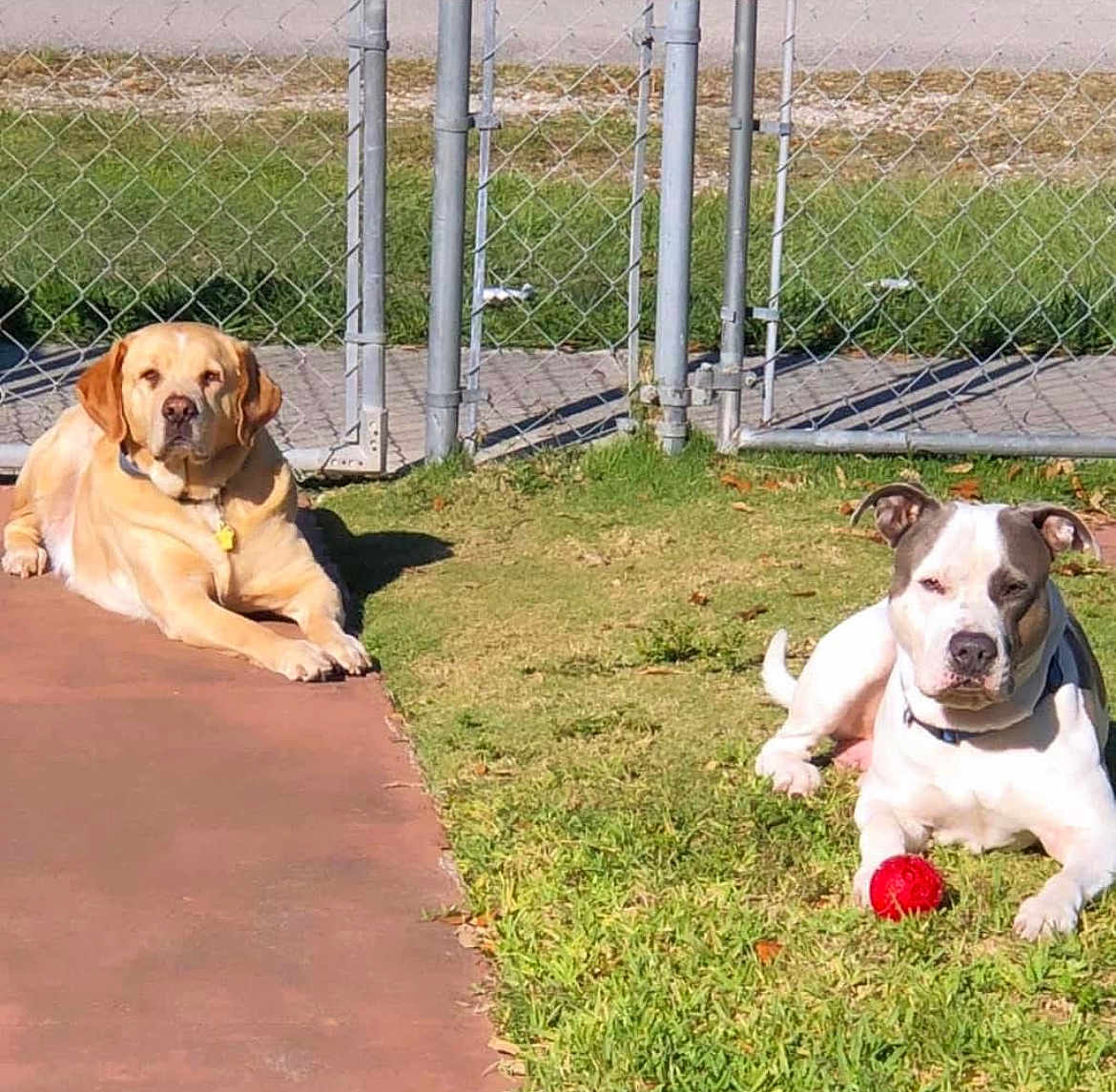 Kimbo And Longbi is registered to the contest to win money with this photo: dog, golden_retriever, pit_bull, ball, grass, pavement, fence, outdoor, sunlight, pet, animal, canine, playing, relaxing, daytime, collar, guarding, nature, yard, sunbathing