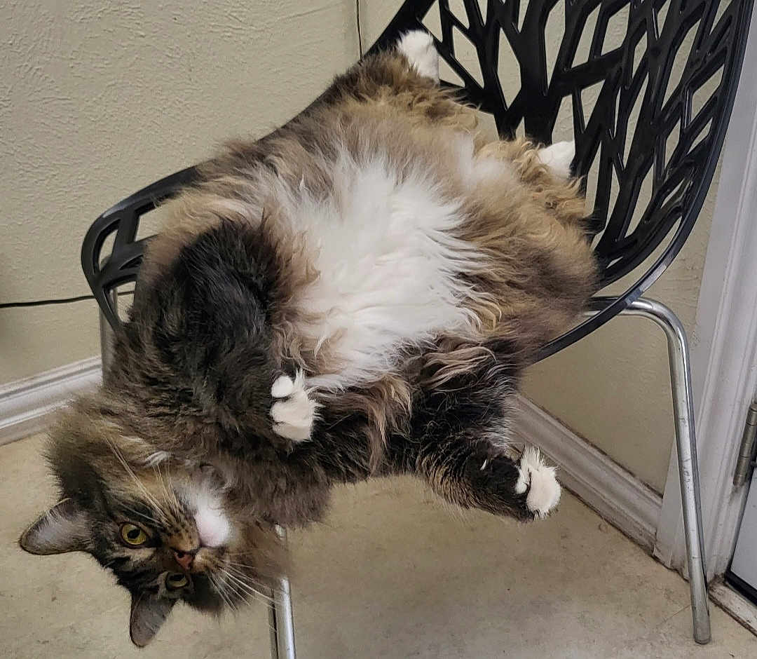 Loki