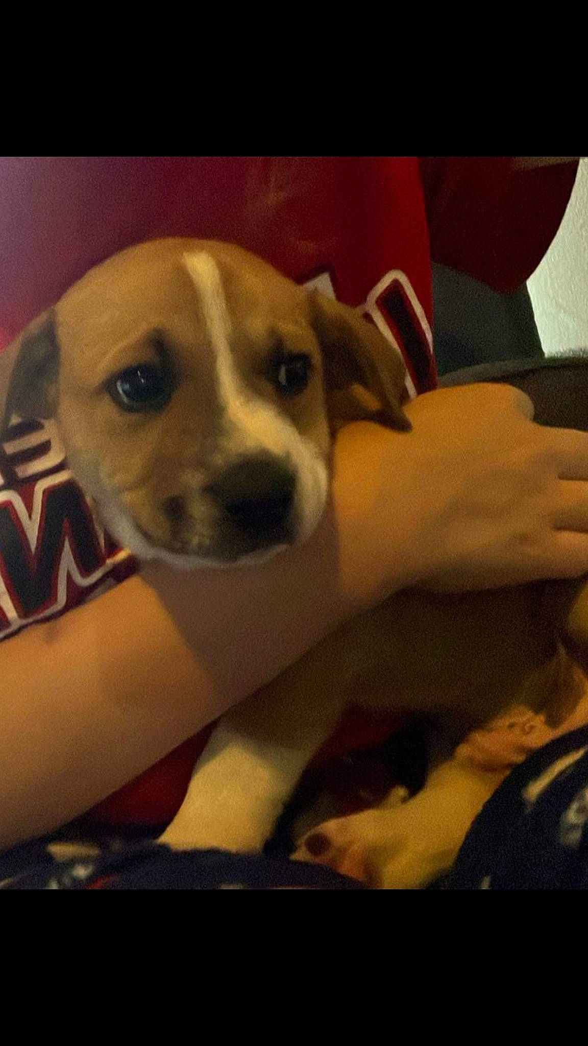 Vader is registered to the contest to win money with this photo: canidae, carnivore, comfort, companion_dog, dog, dog_breed, fawn, non_sporting_group, paw, pet_supply, photo_caption, puppy_love, snout, sporting_group, whiskers, working_animal