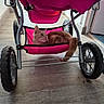Caramel a rejoint le concours — aidez-le/la à gagner de superbes lots ! animal, cat, closeup, comfort, curious, domestic_cat, flooring, fur, household, indoor, metal_frame, pet, pink, relaxed, resting, side_view, storage_basket, stroller, wheels, wood_floor