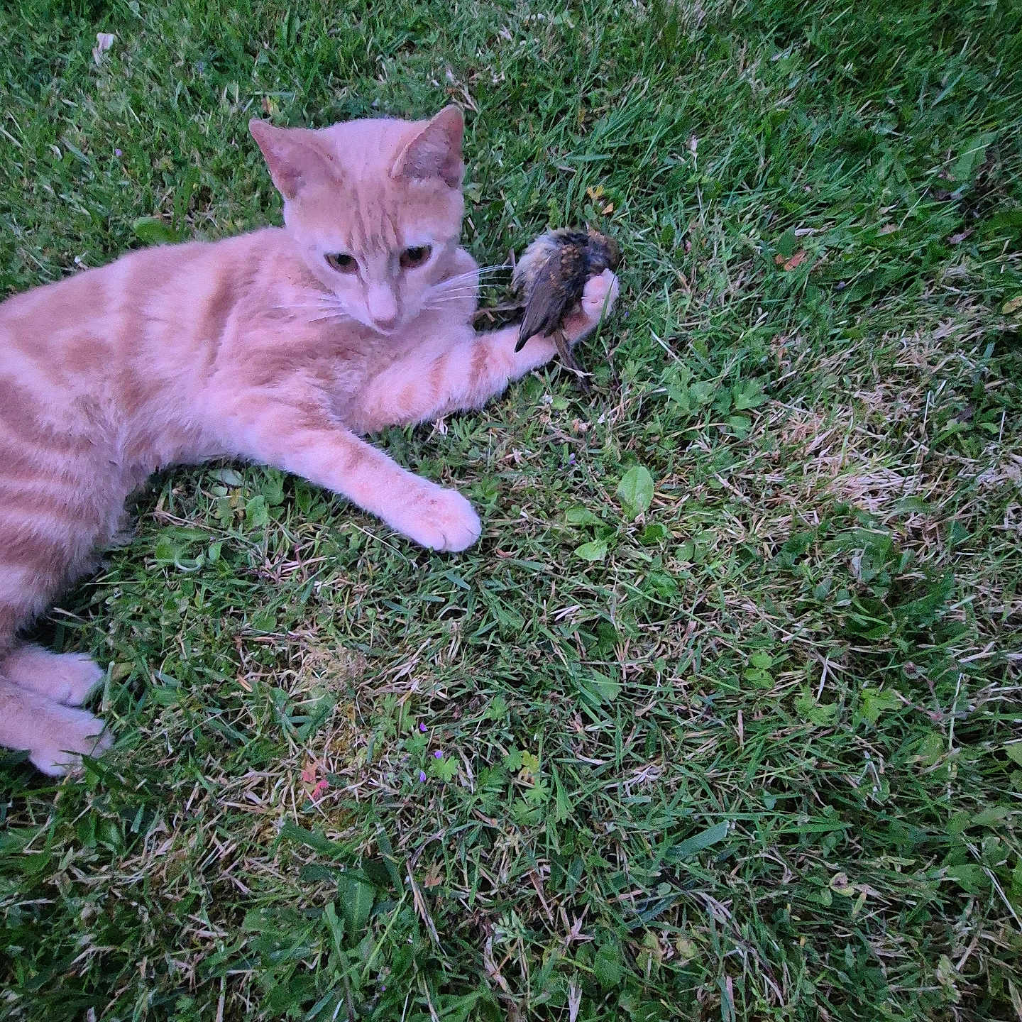 Caramel
