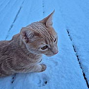 Caramel participe au concours pour gagner de l'argent avec cette photo : animal, cat, closeup, cold, curious, cute, daylight, feline, fur, ginger_cat, mammal, nature, outdoor, pet, playful, side_view, snow, whiskers, winter, wood