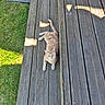 animal, backyard, cat, daylight, domestic_animal, feline, flooring, garden, ginger_cat, grass, nature, outdoor, pet, plank, relaxed, resting, summer, sunlight, sunshine, wooden_deck