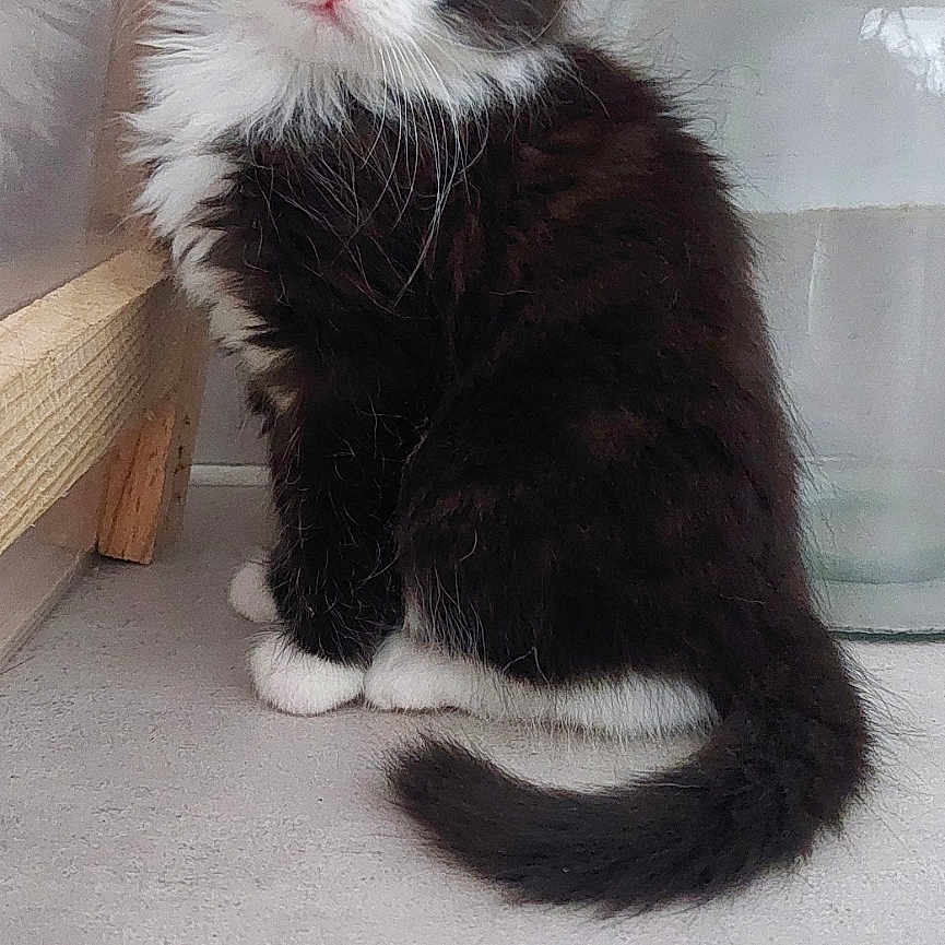 Oréo participe au concours pour gagner de l'argent avec cette photo : adorable, animal, black_and_white, cat, curious, cute, domestic, floor, fluffy, fur, indoor, kitten, lantern, pet, portrait, sitting, small, whiskers, wood, young