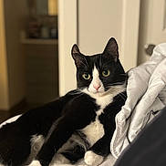 Phoebe Chanel joined the competition — help win amazing prizes! alert, animal, bed, black_and_white, blanket, cat, cozy, cute, domestic_animal, feline, fur, green_eyes, household, indoor, paw, pet, portrait, relaxed, resting, whiskers
