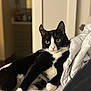 alert, animal, bed, black_and_white, blanket, cat, cozy, cute, domestic_animal, feline, fur, green_eyes, household, indoor, paw, pet, portrait, relaxed, resting, whiskers