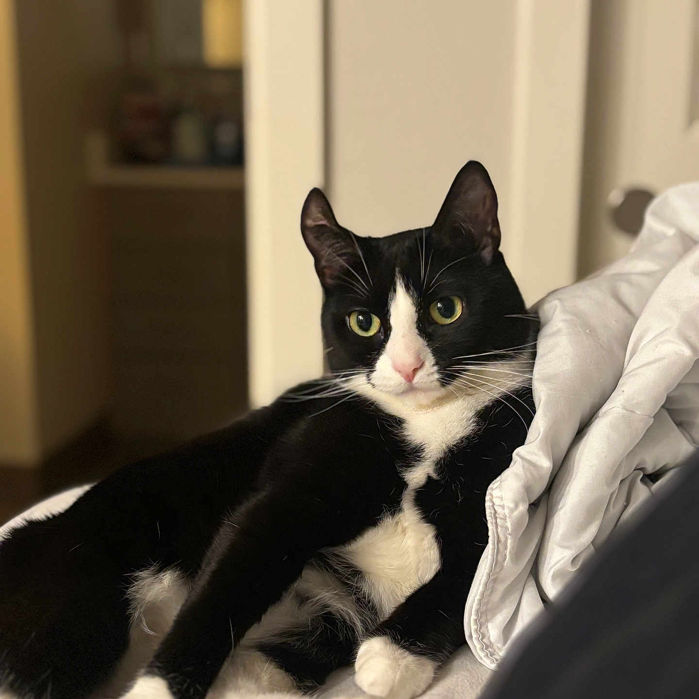 Phoebe Chanel joined the competition — help win amazing prizes! alert, animal, bed, black_and_white, blanket, cat, cozy, cute, domestic_animal, feline, fur, green_eyes, household, indoor, paw, pet, portrait, relaxed, resting, whiskers