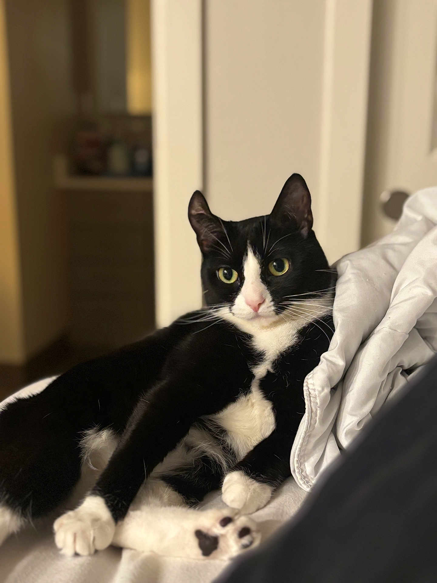 Phoebe Chanel joined the competition — help win amazing prizes! alert, animal, bed, black_and_white, blanket, cat, cozy, cute, domestic_animal, feline, fur, green_eyes, household, indoor, paw, pet, portrait, relaxed, resting, whiskers
