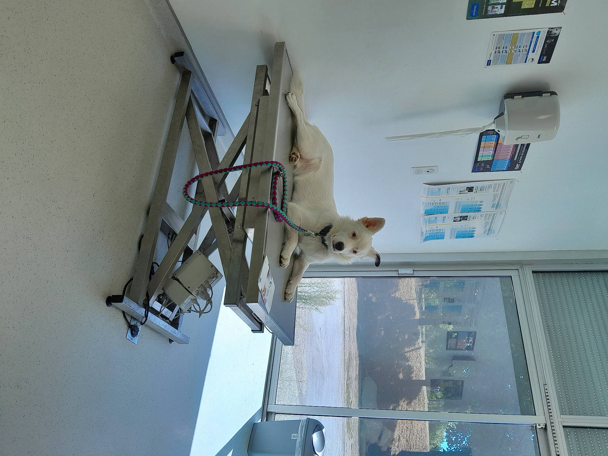 Oslaw participe au concours pour gagner de l'argent avec cette photo : building, ceiling, dog, electrical_supply, electrical_wiring, electricity, handrail, machine, metal, room, wood