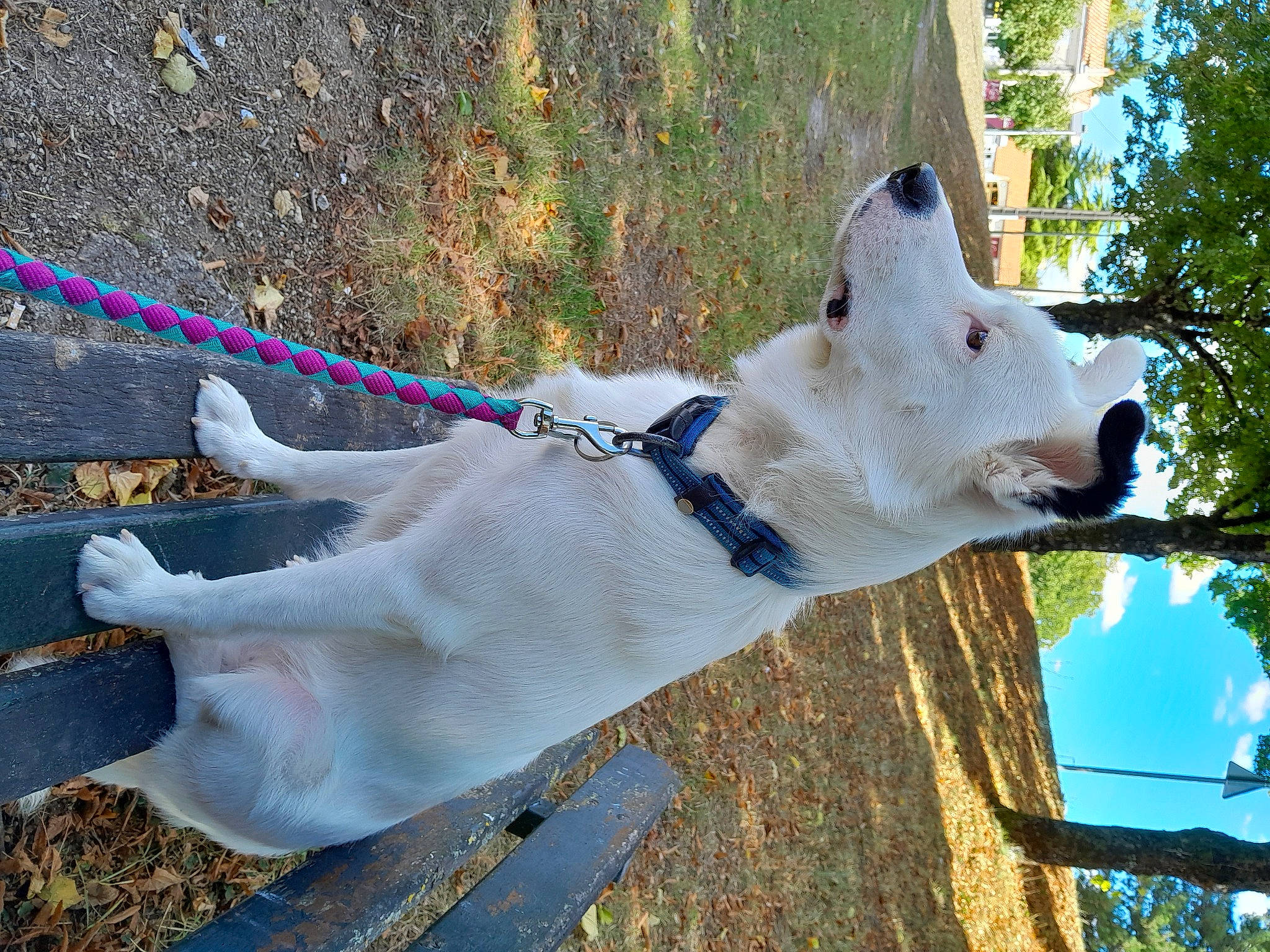 Oslaw a rejoint le concours — aidez-le/la à gagner de superbes lots ! art, carnivore, collar, companion_dog, dog, dog_breed, dog_collar, dog_supply, fawn, grass, leash, mammal, pet_supply, sculpture, sky, snout, tail, tree, vertebrate, working_animal