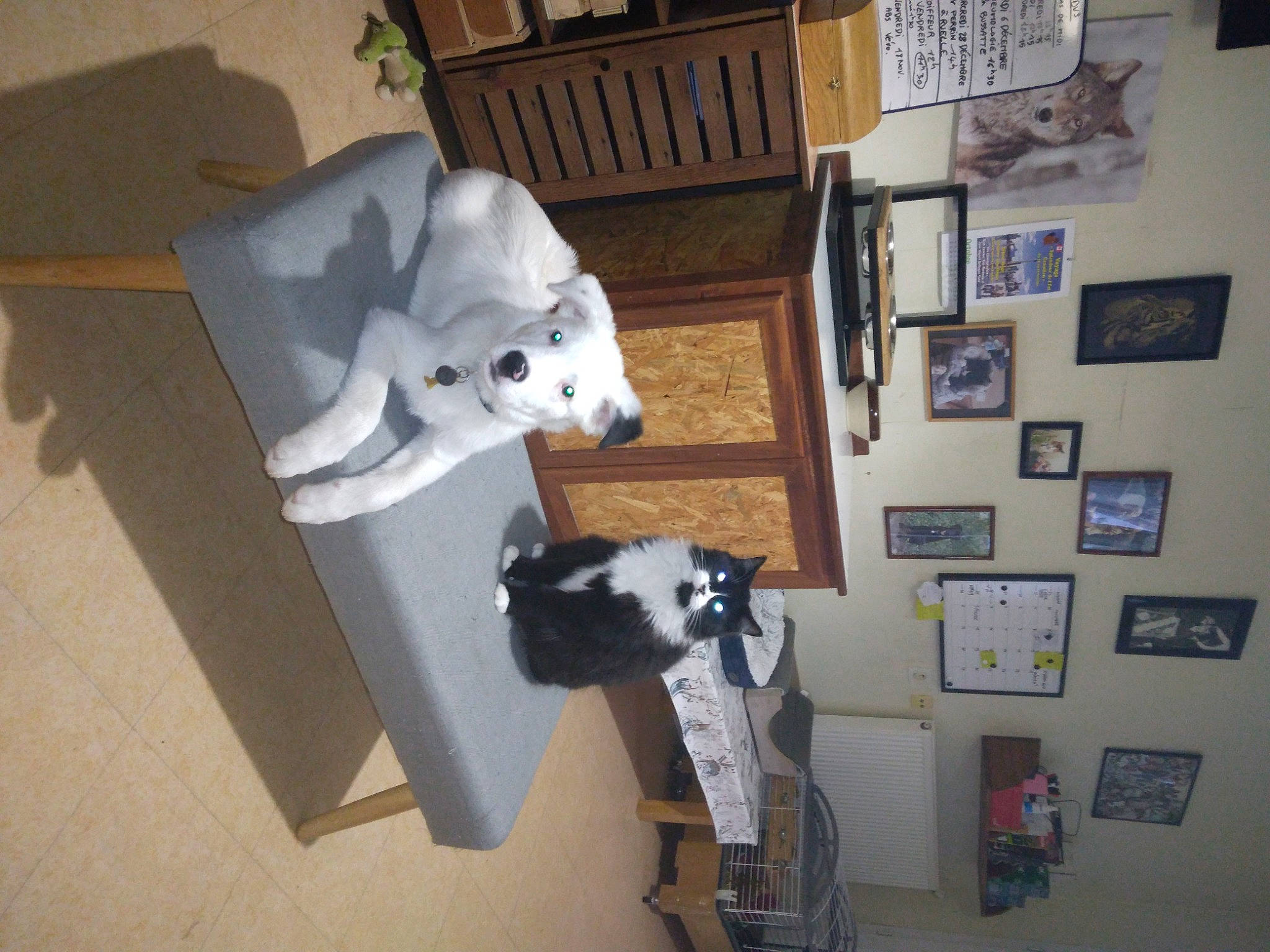 Oslaw a rejoint le concours — aidez-le/la à gagner de superbes lots ! art, bone, building, collection, flooring, fur, interior_design, machine, paper_product, picture_frame, plaster, room, sculpture, shelf, snout, statue, tourist_attraction, visual_arts, wood, working_animal