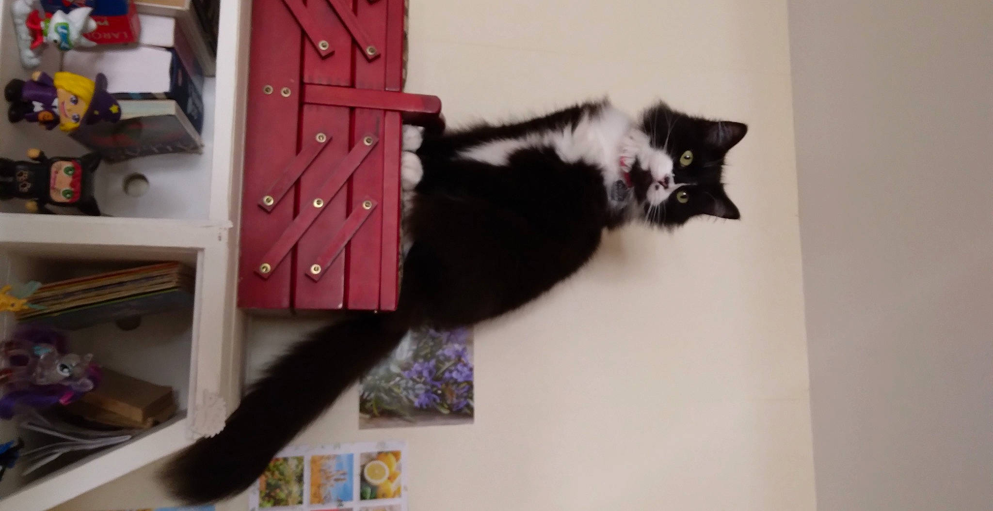 Willy participe au concours pour gagner de l'argent avec cette photo : black_cat, bookcase, cabinetry, carnivore, cat, chest_of_drawers, domestic_short_haired_cat, drawer, felidae, fur, grey, hardwood, room, shelf, shelving, small_to_medium_sized_cats, tail, whiskers, window, wood