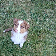 Hélène Caroff a rejoint le concours — aidez-le/la à gagner de superbes lots ! dog, grass, outdoor, pet, animal, brown, white, fur, cute, sitting, canine, nature, young, looking_up, ears, eyes, tail, portrait, playful, friendly