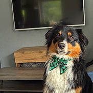 Snow participe au concours pour gagner de l'argent avec cette photo : dog, bow_tie, indoor, furniture, television, pet, portrait, black, brown, white, fluffy, cute, attentive, canine, living_room, wood, decor, animal, companionship, domestic