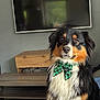 dog, bow_tie, indoor, furniture, television, pet, portrait, black, brown, white, fluffy, cute, attentive, canine, living_room, wood, decor, animal, companionship, domestic