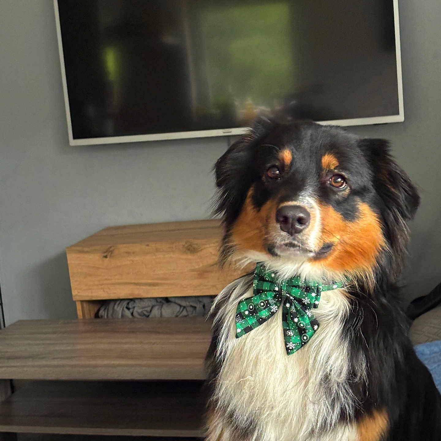 Snow participe au concours pour gagner de l'argent avec cette photo : animal, attentive, black, bow_tie, brown, canine, companionship, cute, decor, dog, domestic, fluffy, furniture, indoor, living_room, pet, portrait, television, white, wood