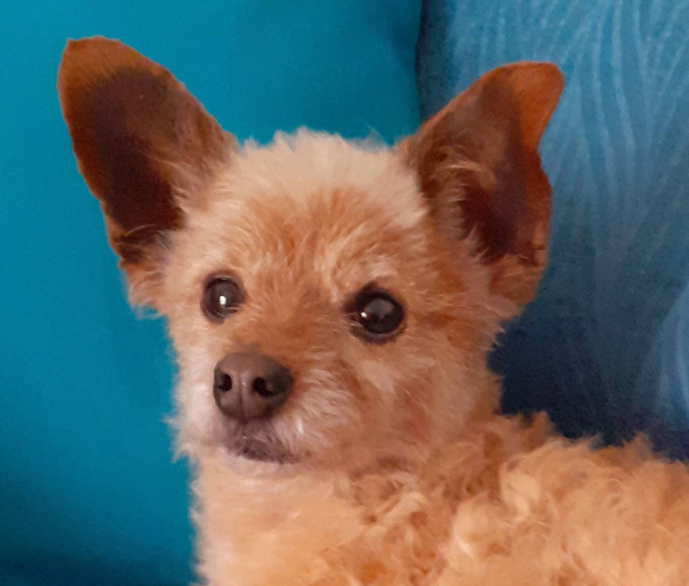 Ipso participe au concours pour gagner de l'argent avec cette photo : canidae, carnivore, companion_dog, dog, dog_breed, dog_supply, fawn, fur, liver, maltepoo, non_sporting_group, puppy, snout, sporting_group, terrestrial_animal, toy_dog, whiskers, working_animal