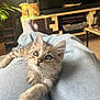 kitten, cat, lap, jeans, indoor, furniture, television, plant, curious, relaxed, light, cozy, home, pet, whiskers, cute, animal, young, soft, resting
