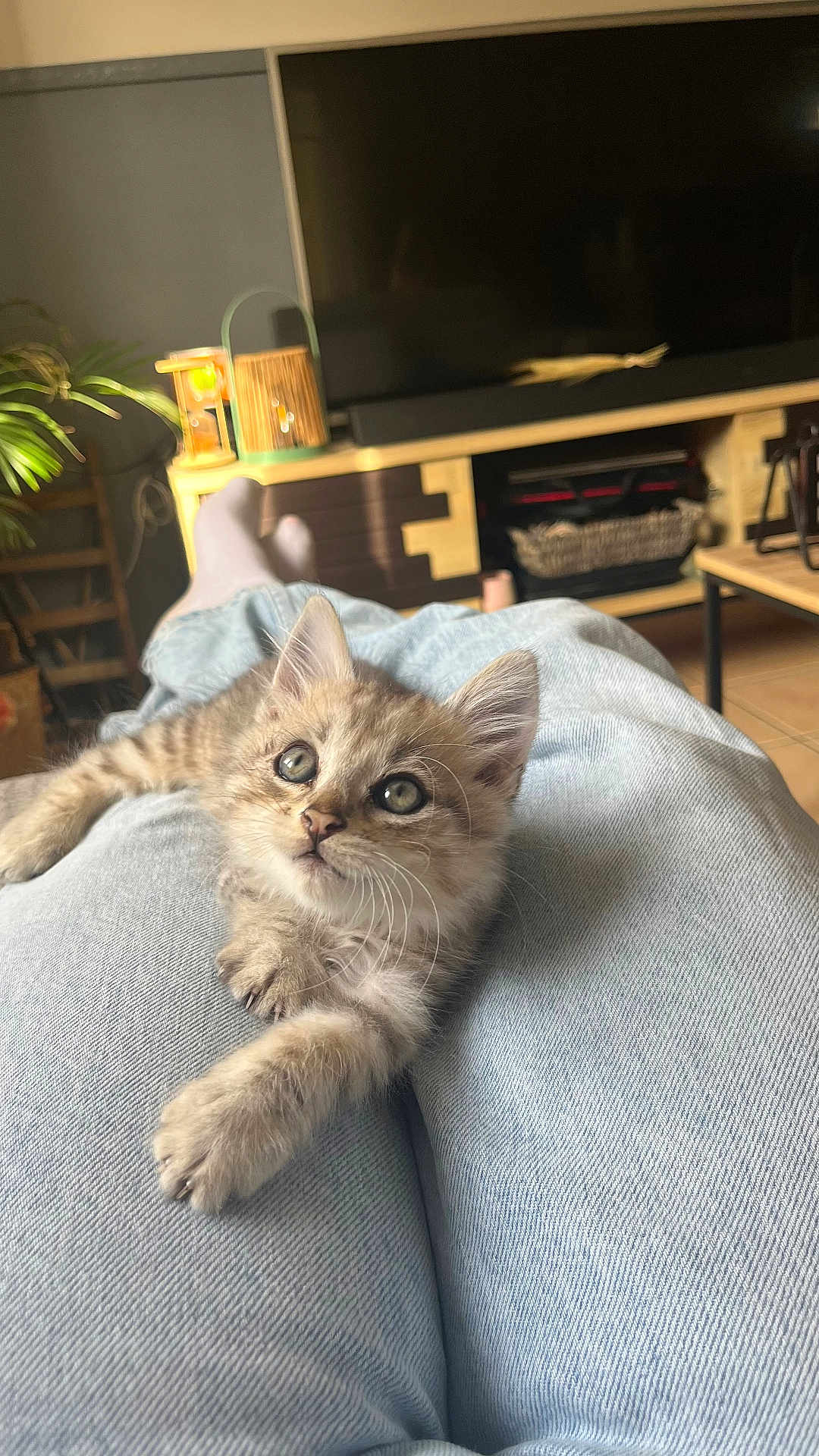 Azur participe au concours pour gagner de l'argent avec cette photo : kitten, cat, lap, jeans, indoor, furniture, television, plant, curious, relaxed, light, cozy, home, pet, whiskers, cute, animal, young, soft, resting