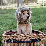 Sadie is registered to the contest to win money with this photo: puppy, dog, costume, lion_mane, basket, grass, outdoor, cute, animal, pet, wicker, nature, young, fur, ears, portrait, playful, small, adorable, mammal