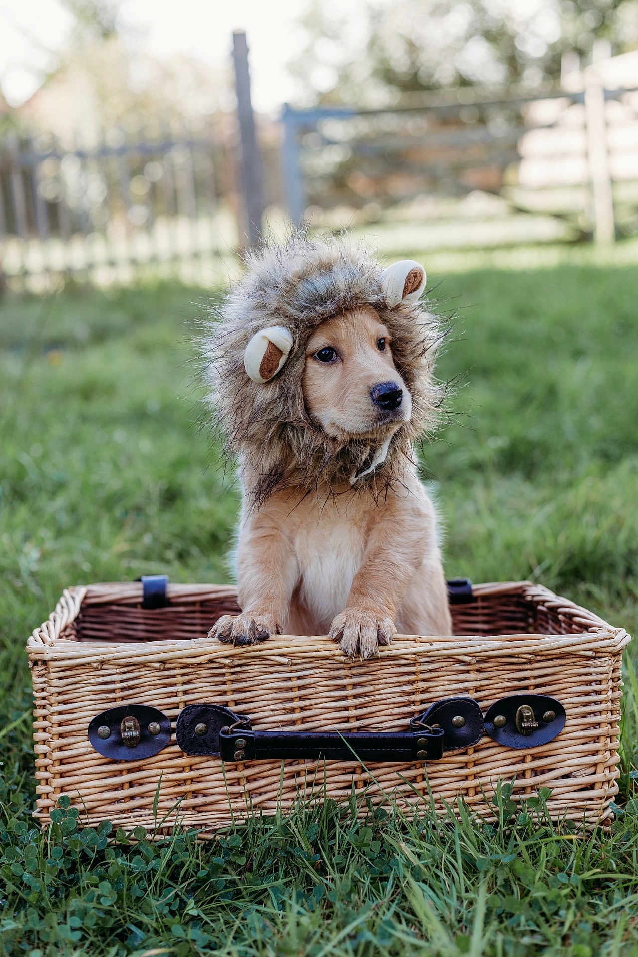 Sadie is registered to the contest to win money with this photo: puppy, dog, costume, lion_mane, basket, grass, outdoor, cute, animal, pet, wicker, nature, young, fur, ears, portrait, playful, small, adorable, mammal