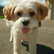 Georges a rejoint le concours — aidez-le/la à gagner de superbes lots ! dog, pet, animal, cute, tongue_out, fluffy, white, tan, outdoor, sunny, pavement, close_up, curly_fur, happy, canine, collar, daytime, sky, blurred_background, friendly