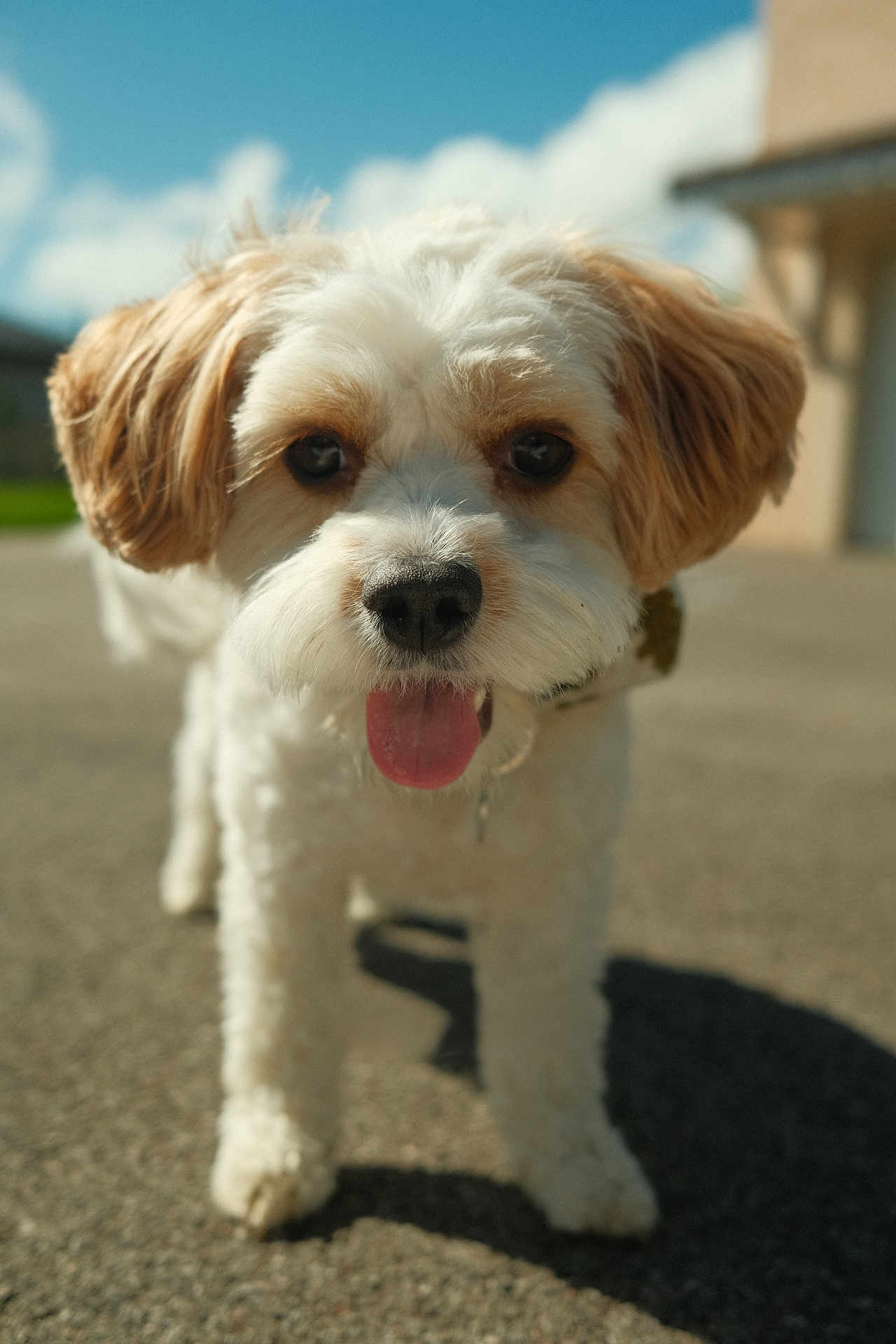 Georges a rejoint le concours — aidez-le/la à gagner de superbes lots ! dog, pet, animal, cute, tongue_out, fluffy, white, tan, outdoor, sunny, pavement, close_up, curly_fur, happy, canine, collar, daytime, sky, blurred_background, friendly