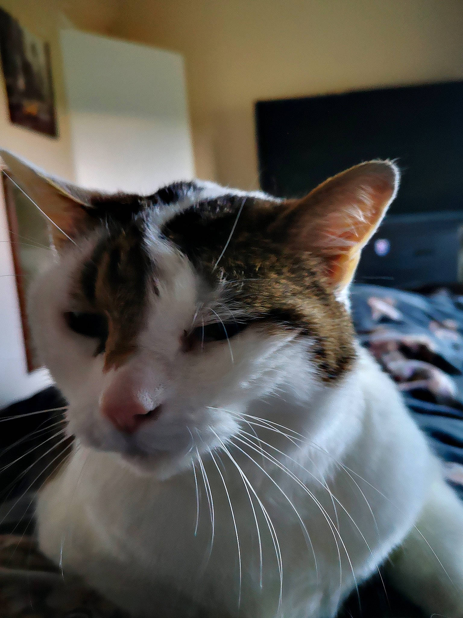 Smudge is registered to the contest to win money with this photo: aegean_cat, american_wirehair, asian, carnivore, cat, domestic_short_haired_cat, ear, european_shorthair, felidae, fur, kitten, nose, small_to_medium_sized_cats, snout, whiskers