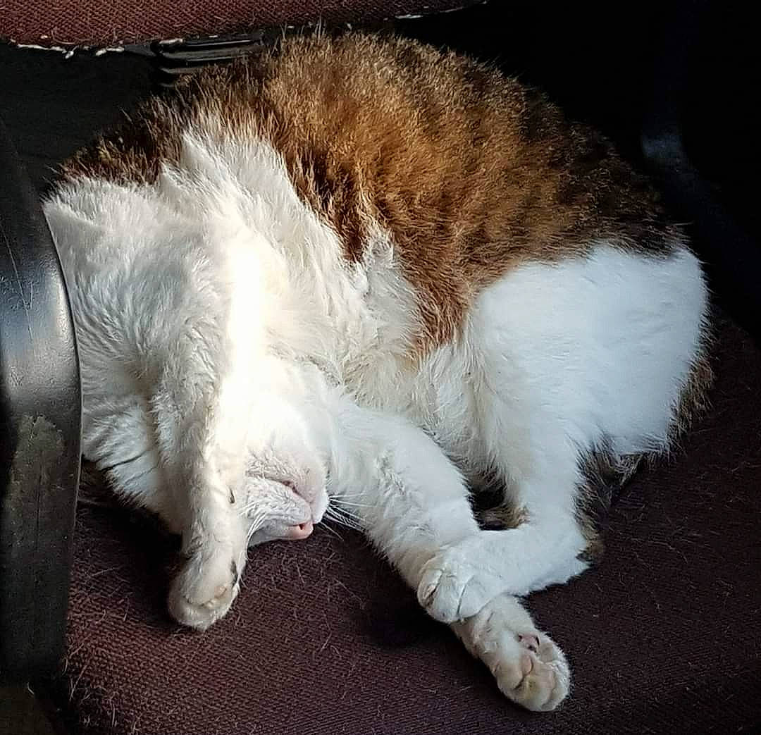 Smudge joined the competition — help win amazing prizes! carnivore, cat, claw, felidae, fur, nap, paw, polydactyl_cat, small_to_medium_sized_cats, tail, whiskers