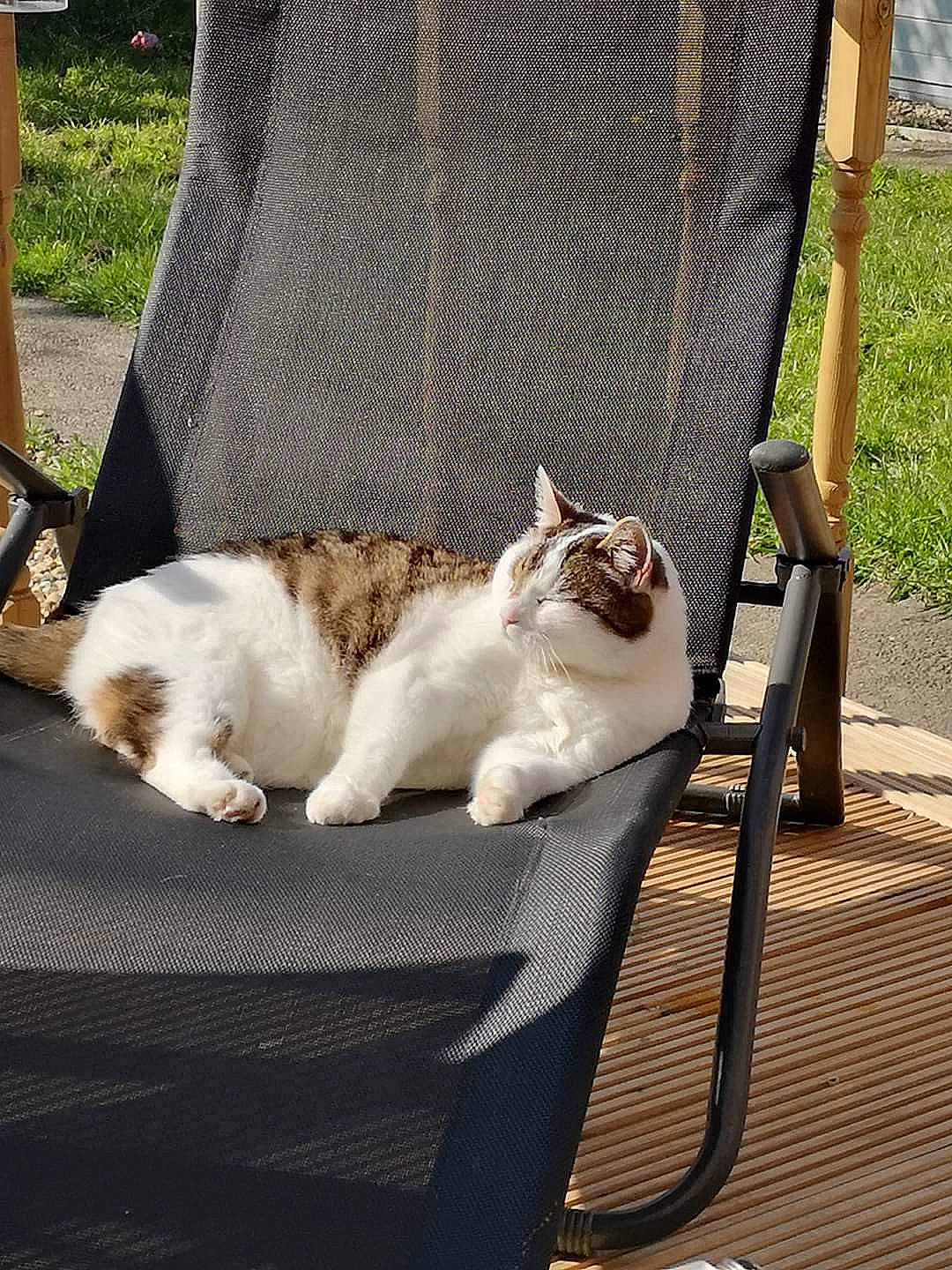 Smudge joined the competition — help win amazing prizes! aegean_cat, carnivore, cat, felidae, fur, small_to_medium_sized_cats, tail, tree, turkish_van, whiskers