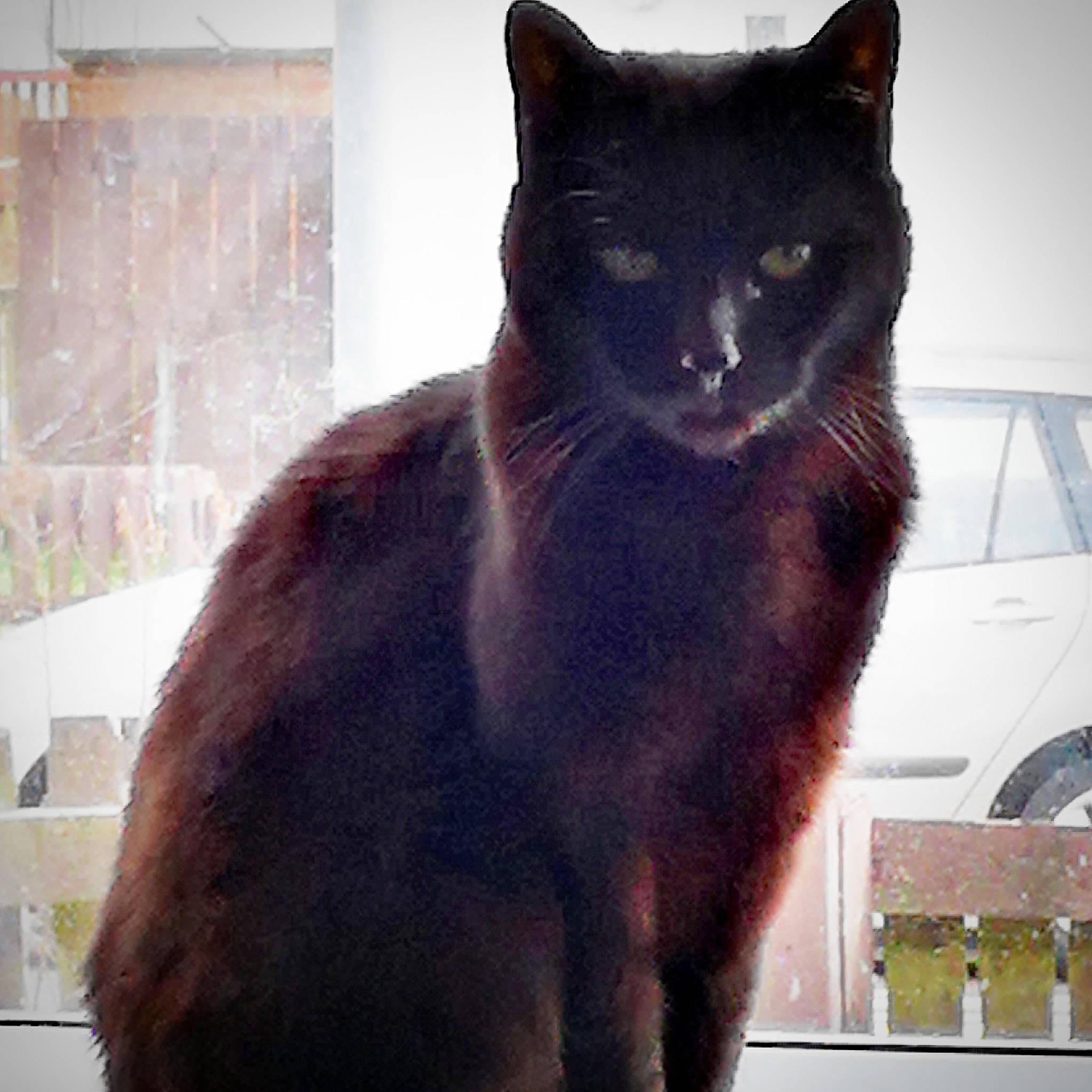 Gismo joined the competition — help win amazing prizes! asian, black, black_cat, bombay, burmese, carnivore, cat, domestic_short_haired_cat, eye, felidae, fur, korat, mammal, sky, small_to_medium_sized_cats, snout, tail, vertebrate, whiskers, window