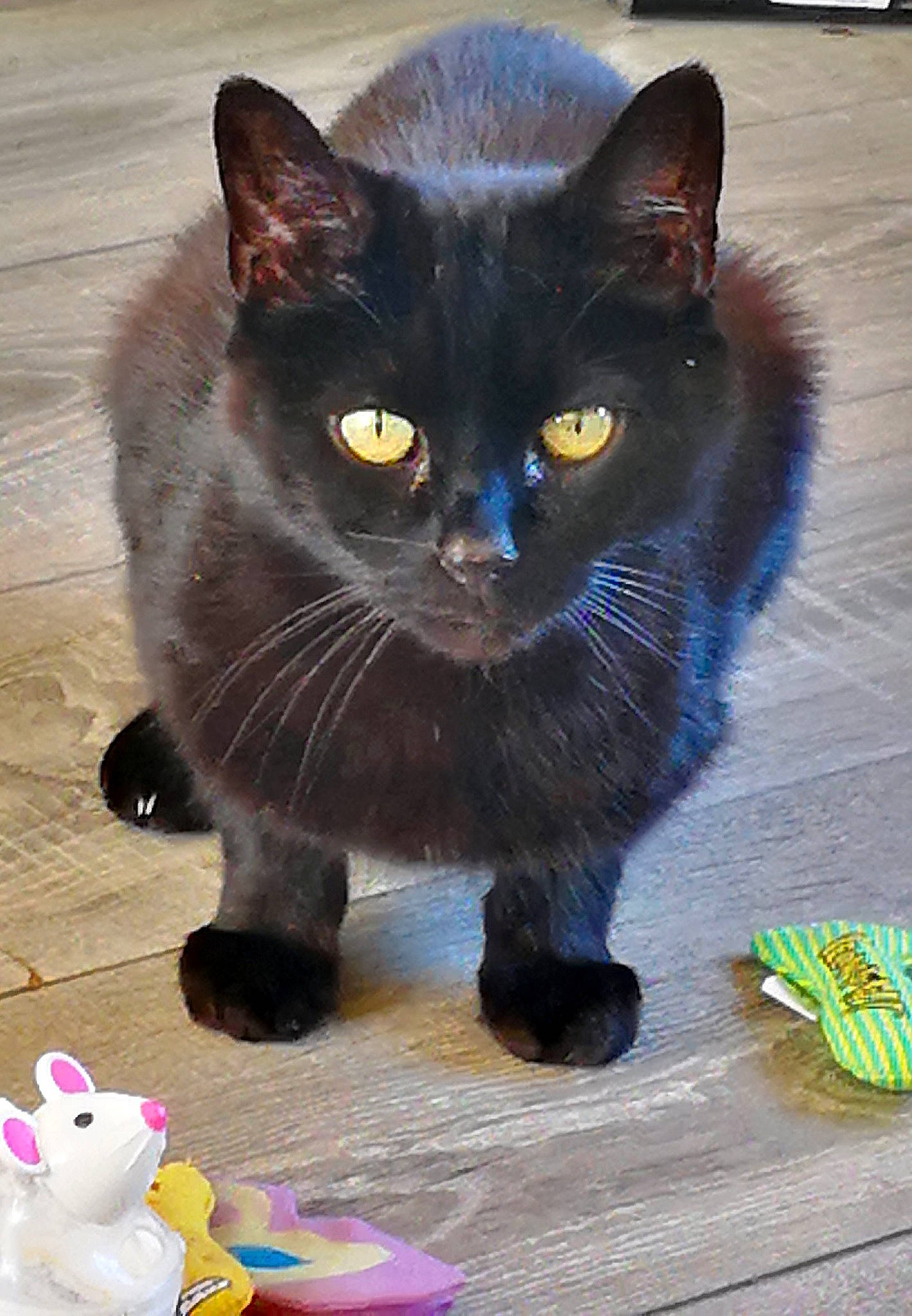 Gismo is registered to the contest to win money with this photo: asian, black_cat, bombay, burmese, carnivore, cat, cat_supply, chartreux, domestic_short_haired_cat, felidae, kitten, korat, mammal, nebelung, paw, polydactyl_cat, small_to_medium_sized_cats, tail, vertebrate, whiskers