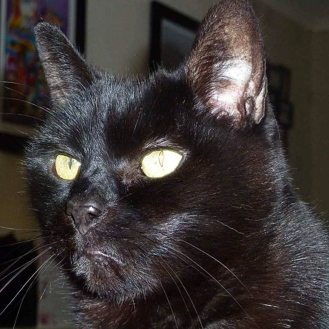 Gismo joined the competition — help win amazing prizes! asian, black_cat, bombay, burmese, carnivore, cat, close_up, domestic_long_haired_cat, domestic_short_haired_cat, ear, felidae, fur, mammal, small_to_medium_sized_cats, snout, vertebrate, whiskers