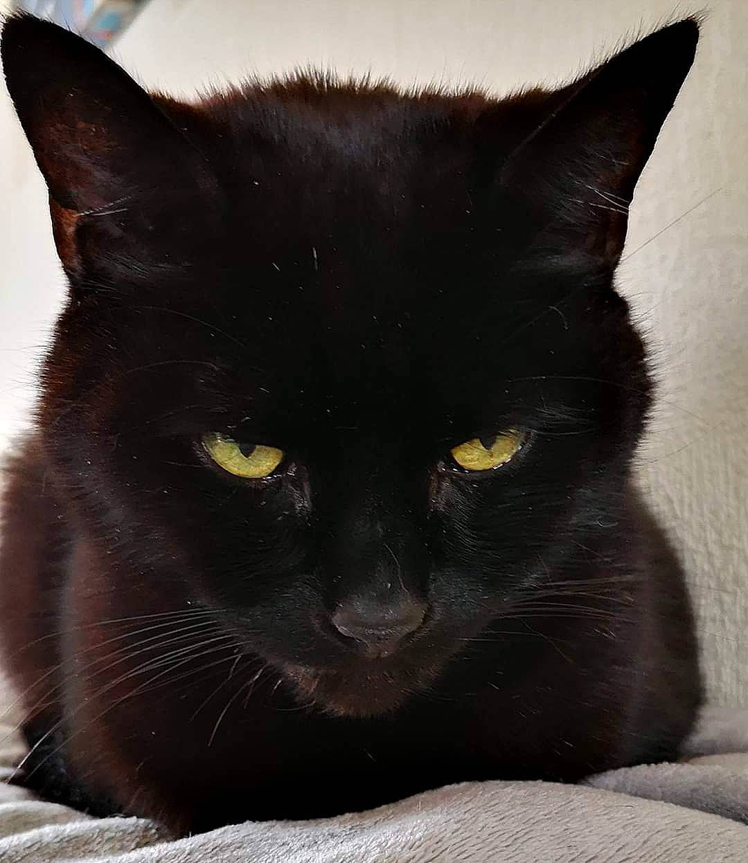 Gismo is registered to the contest to win money with this photo: asian, black, black_cat, bombay, british_shorthair, burmese, carnivore, cat, chartreux, domestic_short_haired_cat, felidae, havana_brown, korat, mammal, small_to_medium_sized_cats, snout, vertebrate, whiskers