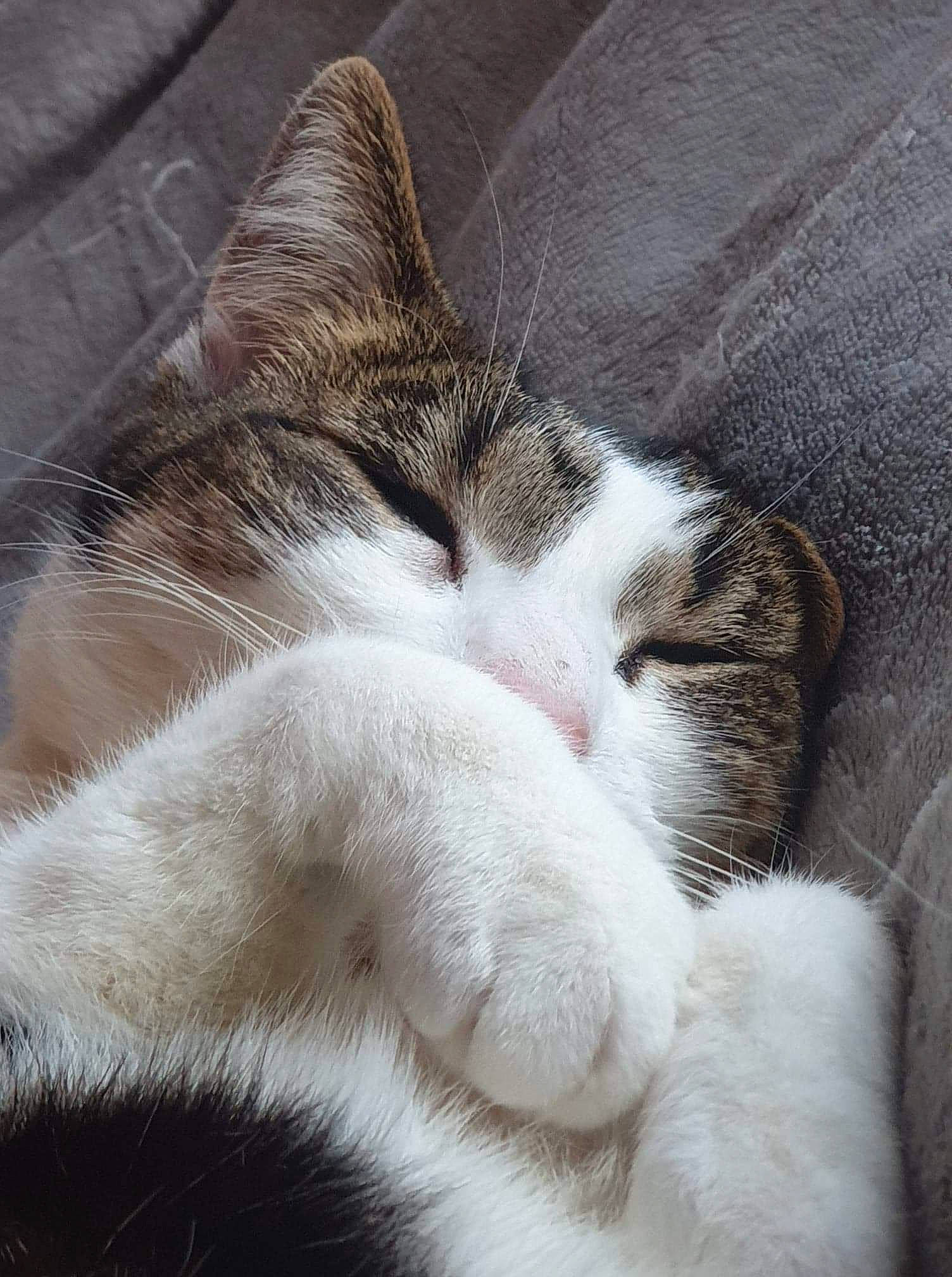 Misty is registered to the contest to win money with this photo: aegean_cat, american_wirehair, asian, carnivore, cat, domestic_short_haired_cat, ear, european_shorthair, felidae, fur, kitten, nap, nose, paw, polydactyl_cat, sleep, small_to_medium_sized_cats, snout, tabby_cat, whiskers